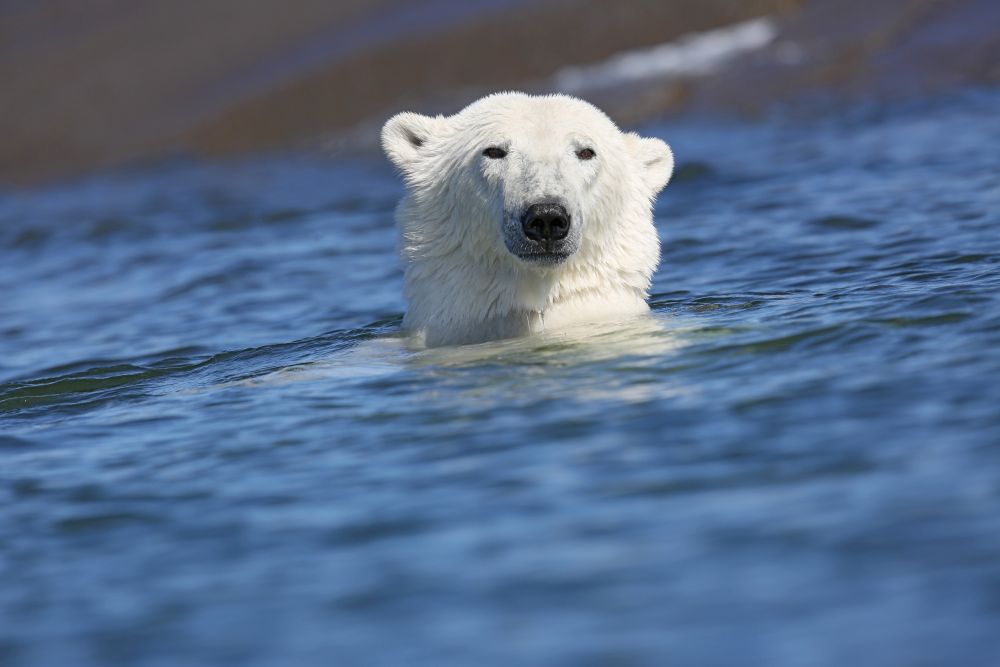 Stolzer Eisbär im Wasser