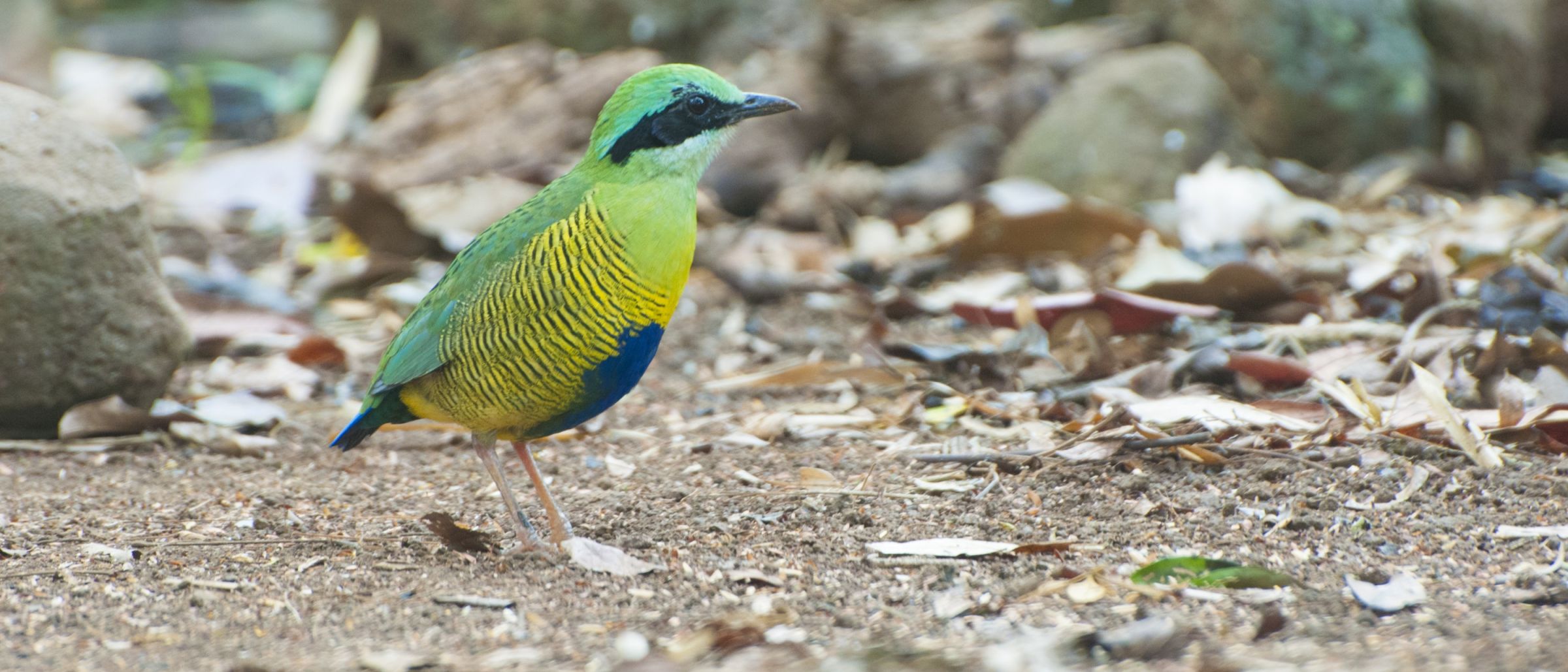 Grünscheitelpitta (Hydrornis ellioti) im Nam-Cat-Tien-Nationalpark