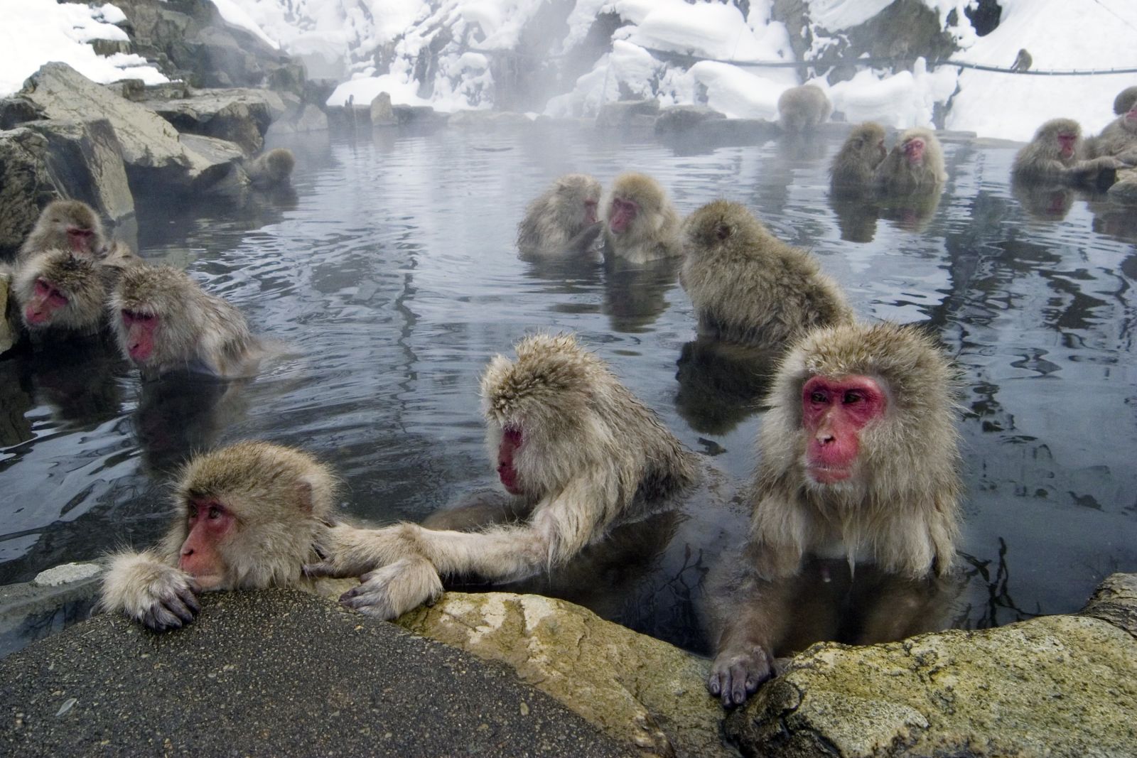 Обезьяна купается в теплой воде группа. Парк обезьян Джигокудани. Парк снежных обезьян Джигокудани. Парк Джигокудани Япония. Парк обезьян Джигокудани в Японии.