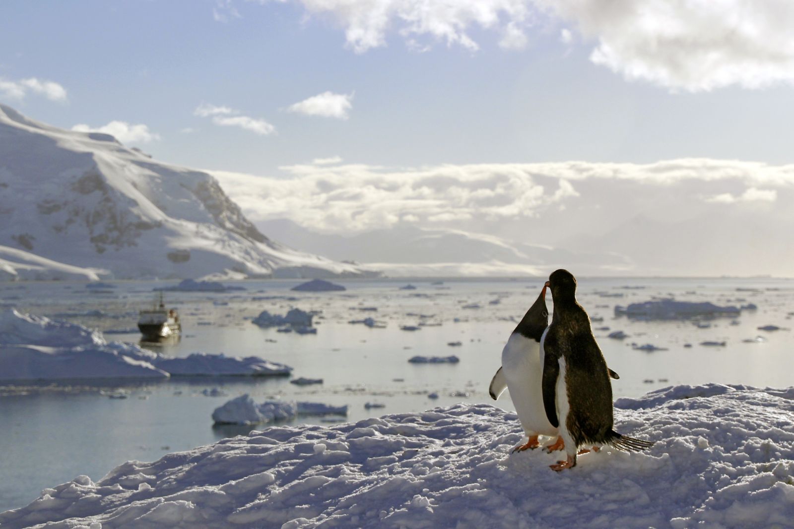Pinguinpaar vor eisiger Kulisse mit Ortelius