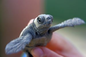 Schildkröte Baby