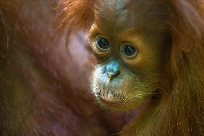 Sumatra-Orang-Utan-Junges © Diamir