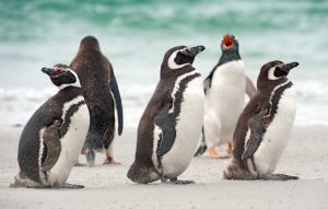 Magellanpinguine auf Falkland