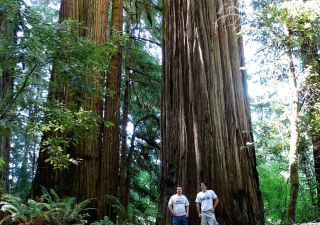 Gigantische Redwood-Bäume