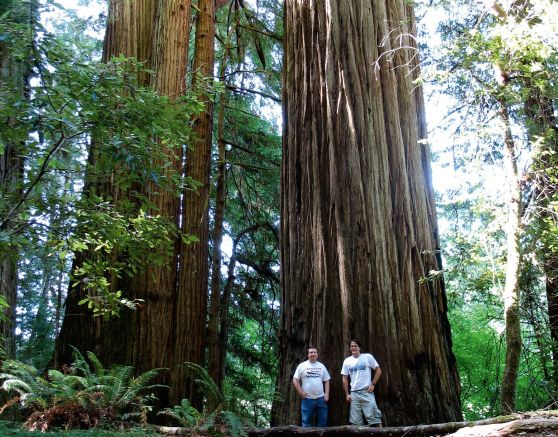 Gigantische Redwood-Bäume