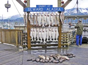 Frisch gefangener Fisch in Seward