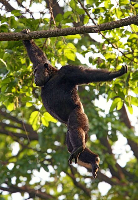 Schimpanse hangelt sich von Ast zu Ast