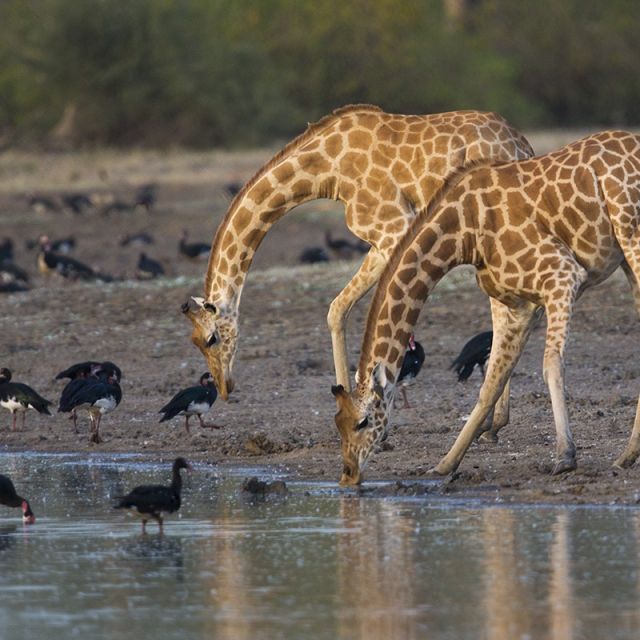 Trinkende Giraffen