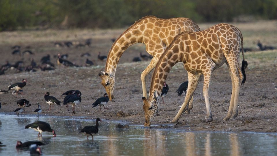 Trinkende Giraffen