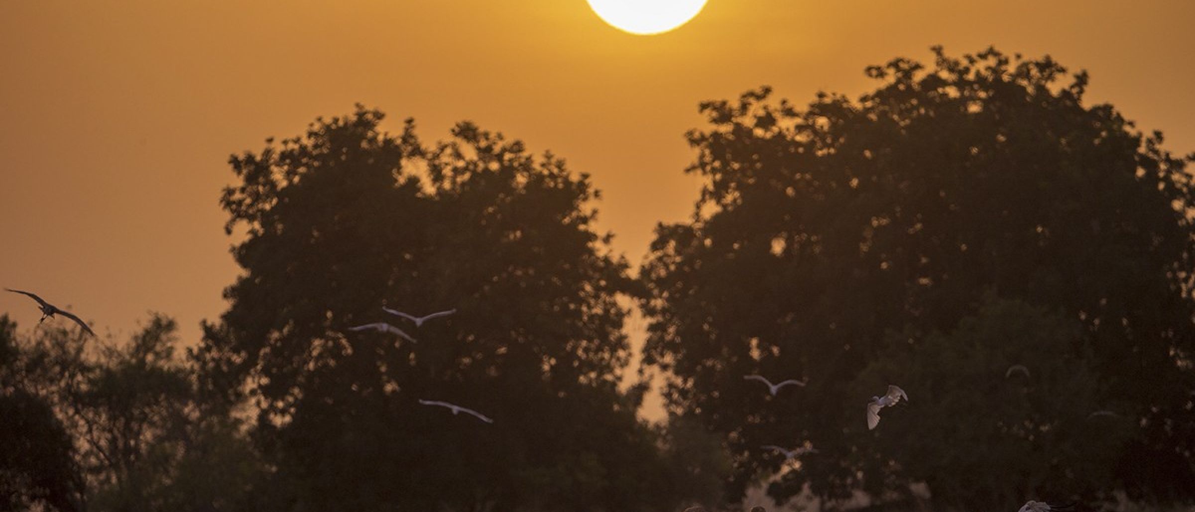 Pelikane im Sonnenuntergang