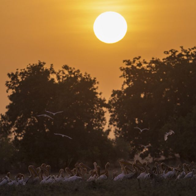 Pelikane im Sonnenuntergang