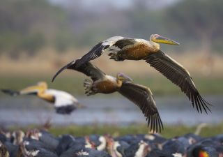 Pelikane in der Luft