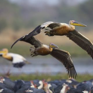 Pelikane in der Luft