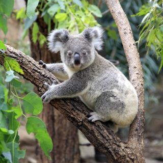 Koala im Grampian Nationalpark