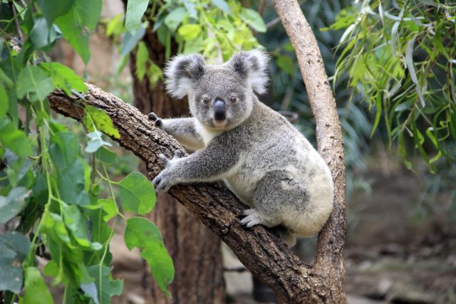 Koala im Grampian Nationalpark