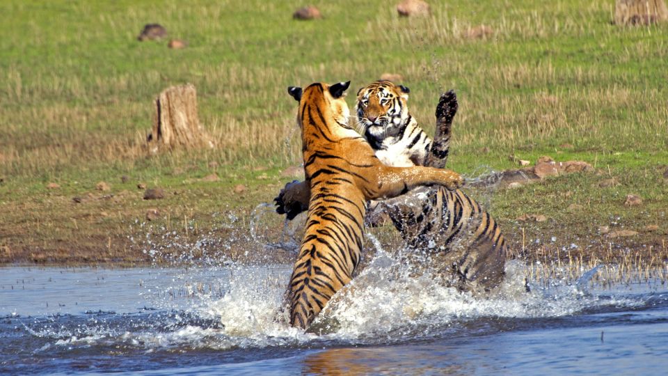 Bengalische Tiger