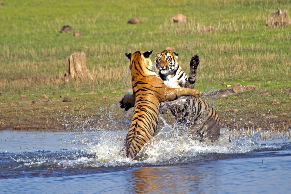 Bengalische Tiger
