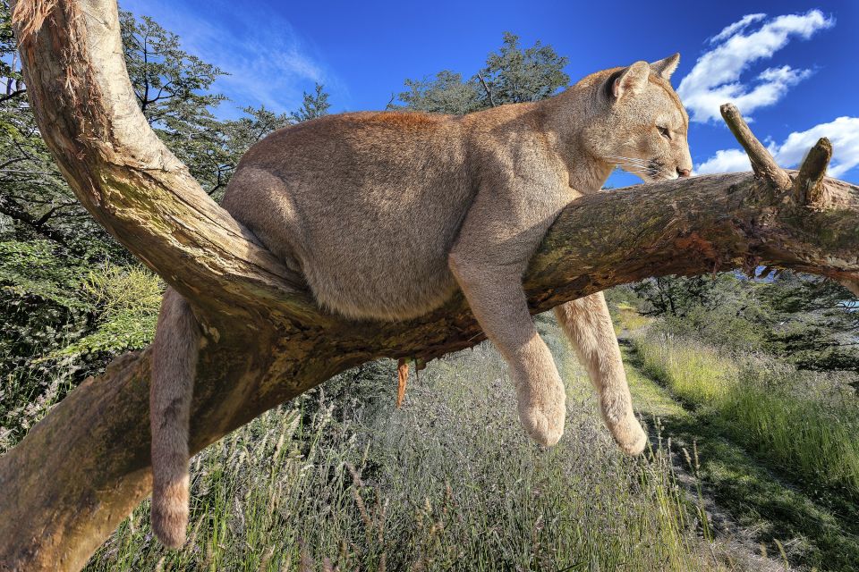 Ein Puma ruht sich auf einem Baumstamm aus