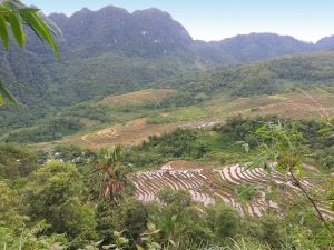 Blick auf Reisterrassen im Pu Luong Naturreservat