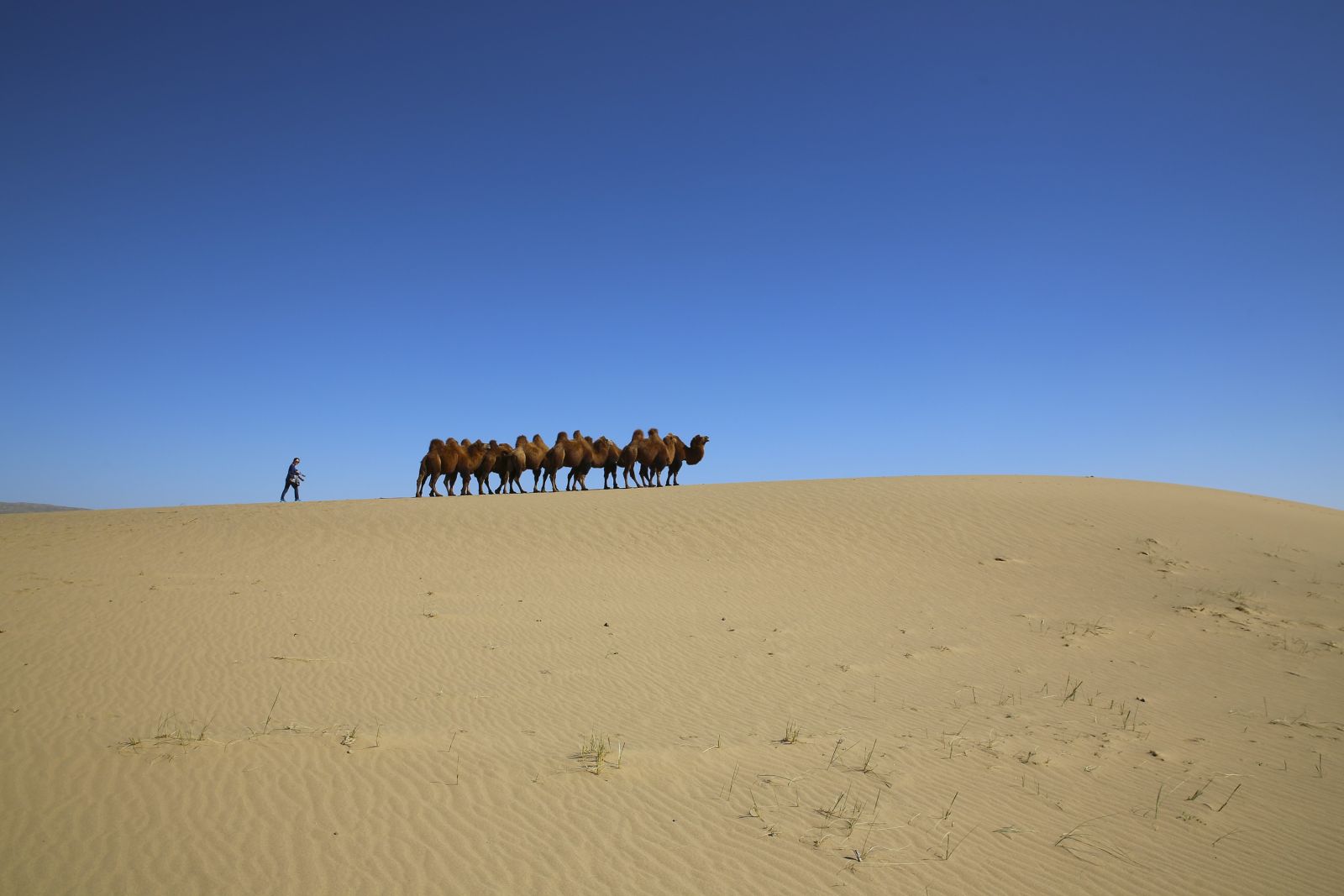 Kamele in der Mongolischen Wüste