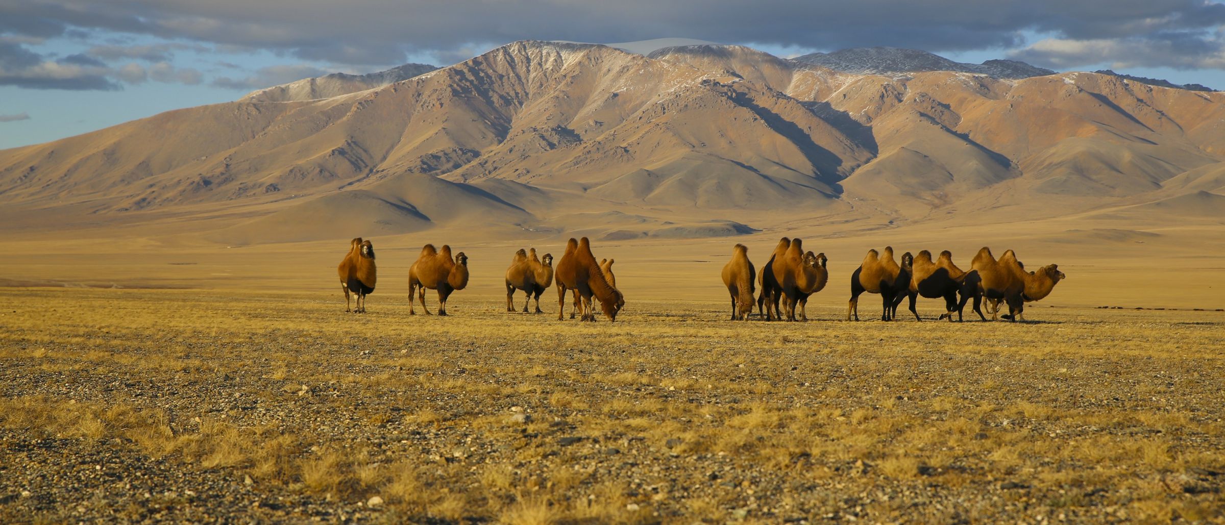 Kamele in der mongolischen Steppe