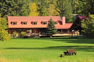 Bären direkt in der Umgebung der Lodge