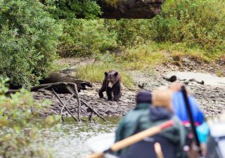 Bärenbeobachtung am Ufer