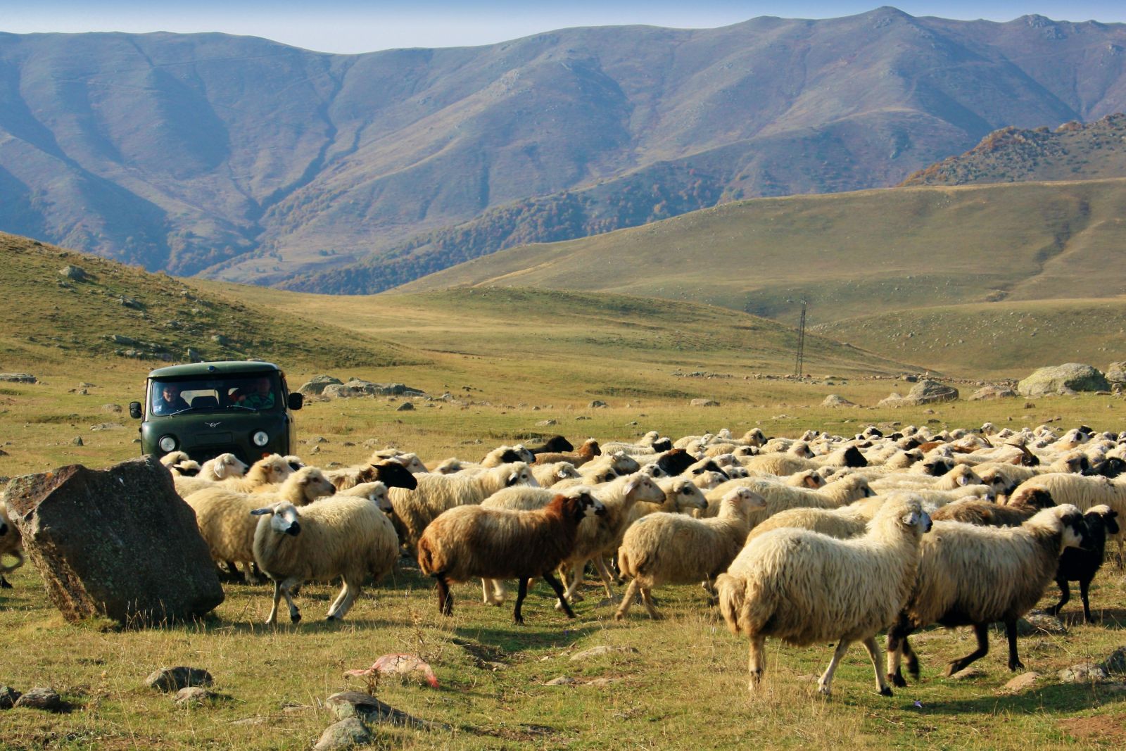 Schafherde im Armenischen Hochland