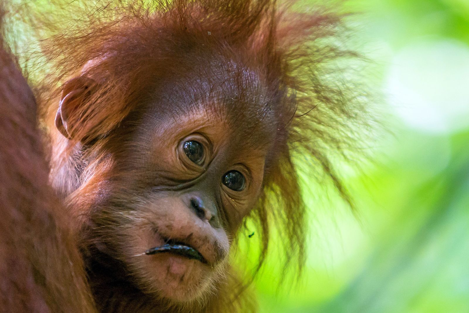 junger Orang-Utan auf Sumatra