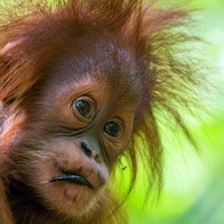 junger Orang-Utan auf Sumatra