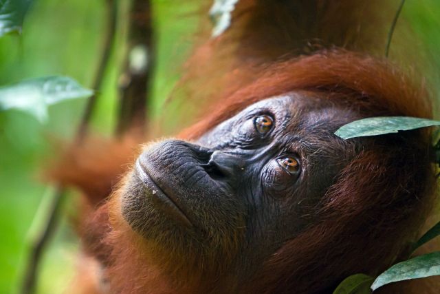Orang-Utans können in Indonesien auf Borneo und Sumatra beobachtet werden