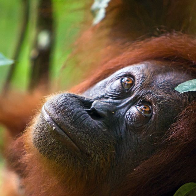 Orang-Utan-Weibchen auf Borneo
