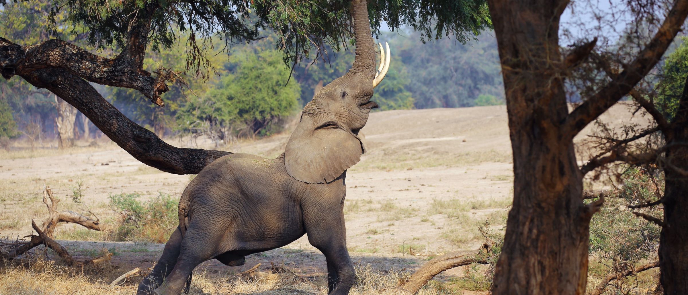 Lower Sambesi Safari Elefant