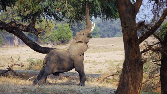Auf Safari im Lower Sambesi NP, -sehr prägend diese mächtigen Elefantenbullen