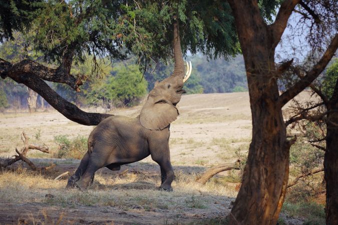 Lower Sambesi Safari Elefant © Diamir