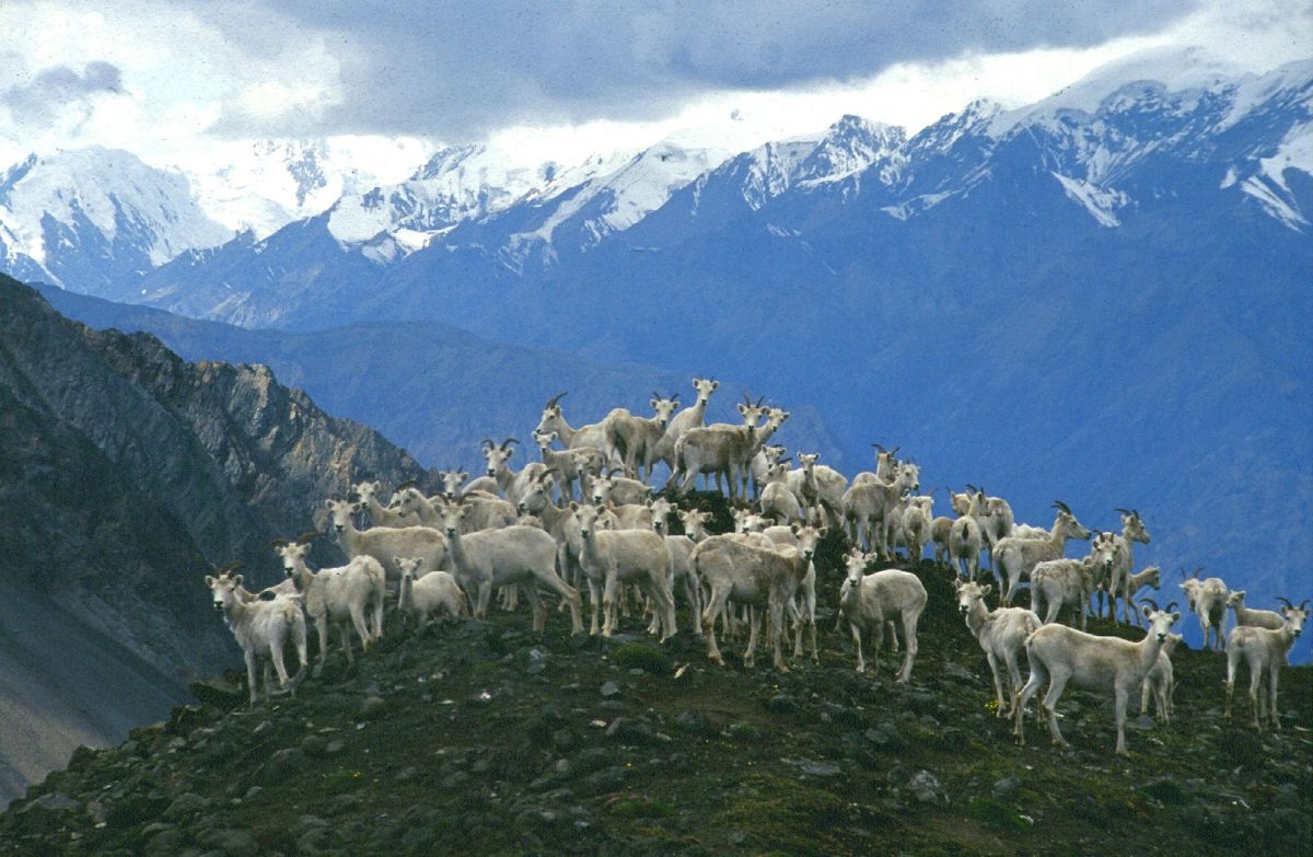 Dall-Schafe im Kluane NP