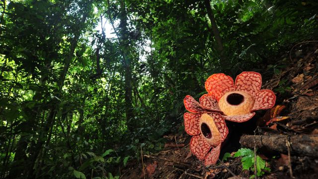 Rafflesia im Royal Belum NP