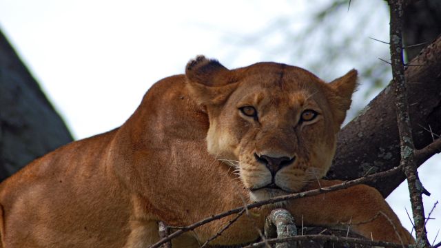 Typisch Manyara - Löwen findet man im Geäst