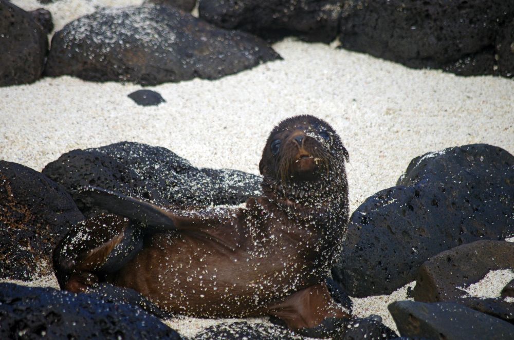 Galapagos Seelöwenjunges