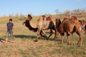 Seidenstraßenfeeling beim Kamelritt in der Wüste