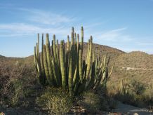 Orgelpfeifen-Kaktus