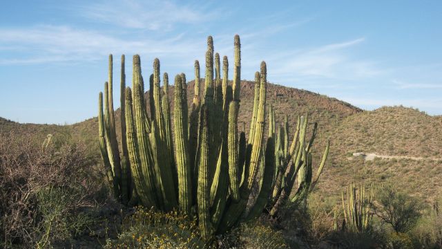 Orgelpfeifen-Kaktus