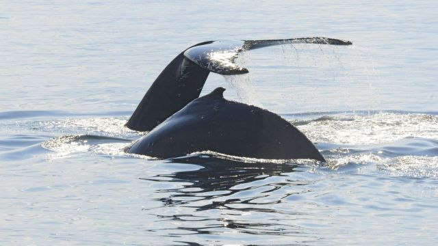 Viele Wale tummeln sich vor der Ostküste