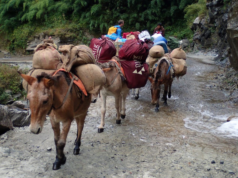 Mulis auf der Annapurna Runde