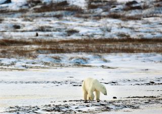 Eisbär in frisch verschneiter Tundra