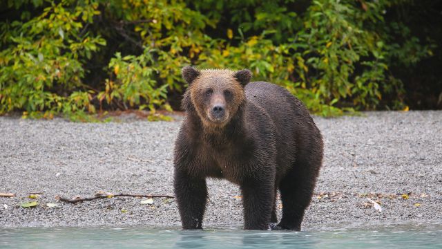 Grizzly beim Lachsfang, Brooks Falls