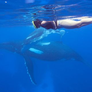 Schnocheln mit Buckelwalen