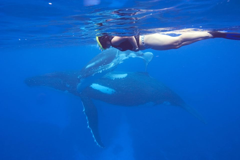 Schnocheln mit Buckelwalen
