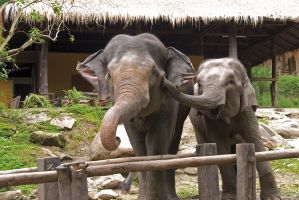 Elefanten in Chiang Mai sagen Hallo