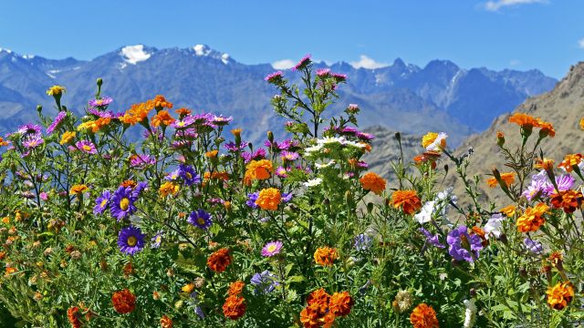 Blick vom Kloster Likir durch Blumen zur Zanskar Range nach Süden